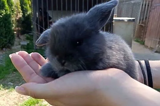 Króliczki Mini Lop, Podkarpackie, Jaśliska