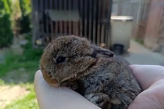 Króliczki Mini Lop, Podkarpackie, Jaśliska