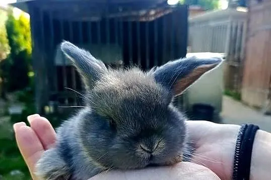 Króliczki Mini Lop, Podkarpackie, Jaśliska