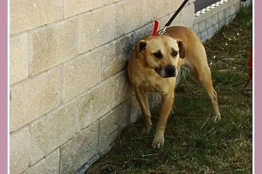 Przyjazna i grzeczna suczka ASTA,spokojna kontaktowa_Adopcja