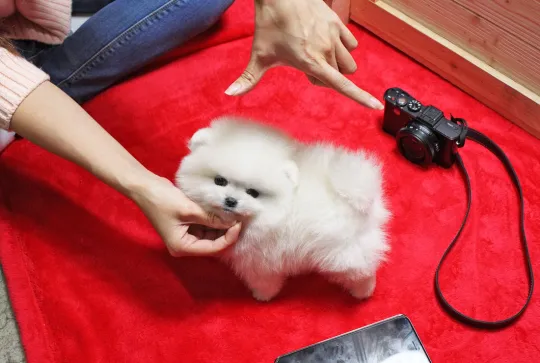 Miniaturowe szczenięta pomeraniana gotowe do adopcji.