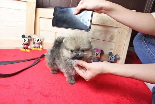 Miniaturowe szczenięta pomeraniana gotowe do adopcji., Mazowieckie, Warszawa