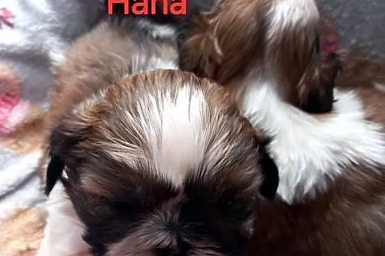 Shih-Tzu suczka