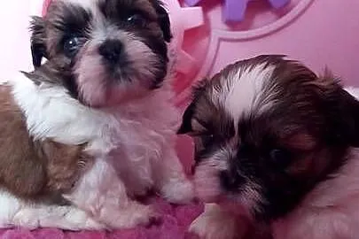 Shih-Tzu suczka, Opolskie, Strzelce Opolskie
