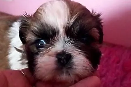 Shih-Tzu suczka, Opolskie, Strzelce Opolskie