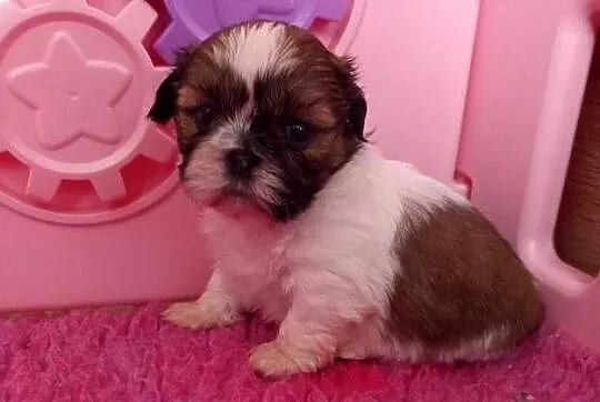 Shih-Tzu suczka, Opolskie, Strzelce Opolskie