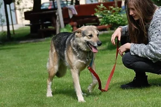 Frida duża piękna sunia do towarzystwa