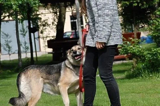 Frida duża piękna sunia do towarzystwa