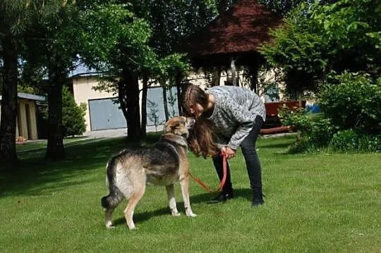 Frida duża piękna sunia do towarzystwa