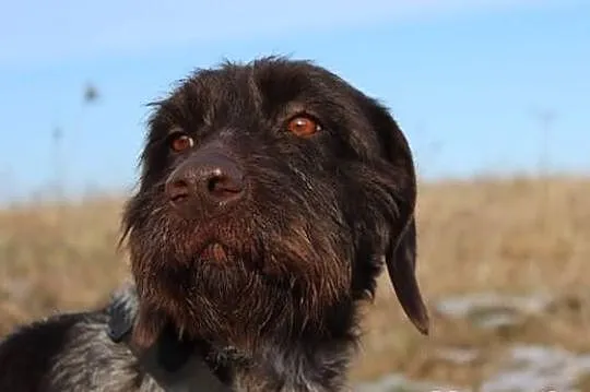 Tuja- 1,5 roczna wyżełka domowa do adopcji (wyster