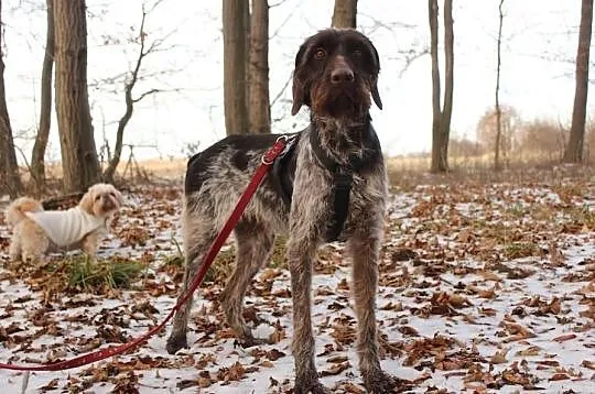 Tuja- 1,5 roczna wyżełka domowa do adopcji (wyster