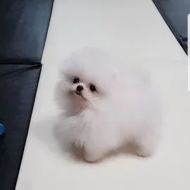 Szczenięta pomeraniana czystej krwi do adopcji./ Szczenięta pomeraniana czystej krwi do adopcji.
