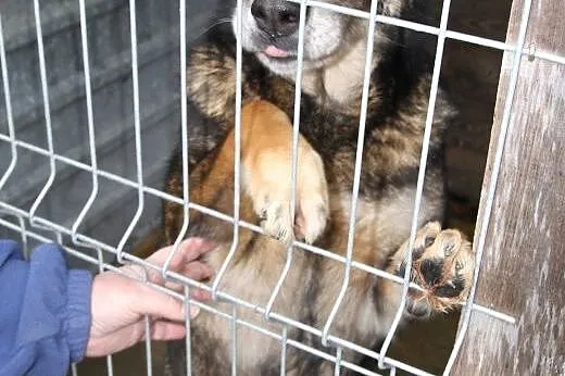 Cindy powoli traci nadzieję na dobry dom...,  łódzkie Łódź