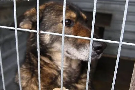 Cindy powoli traci nadzieję na dobry dom...,  łódz