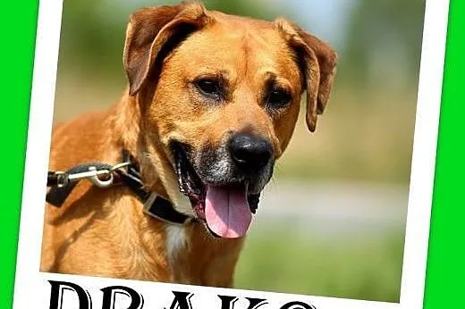 30kg,w typie boksera,zrównoważony,spokojny,przyjazny pies DRAKO.Adopcja,  mazowieckie Warszawa