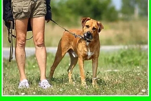 30kg,w typie boksera,zrównoważony,spokojny,przyjaz