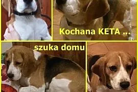 Kochana KETA szuka domu &#8230;,  Beagle cała , cała Polska