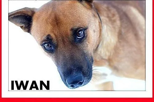 IWAN,18kg,średni,wesoły,przyjazny,towarzyski pies do adopcji,  małopolskie Kraków