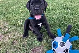 Szczeniak Cane Corso