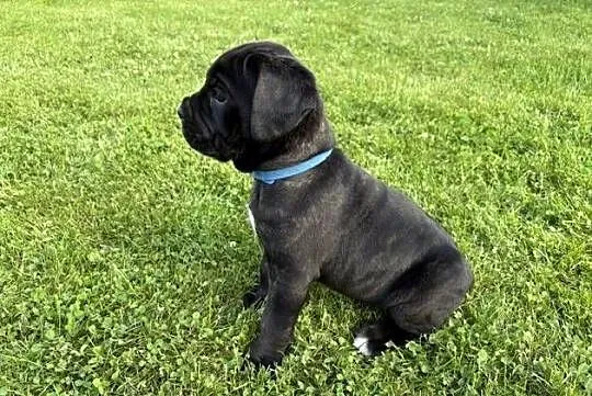 Szczeniak Cane Corso, Łódzkie, Sieradz