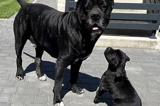 Szczeniak Cane Corso, Łódzkie, Sieradz