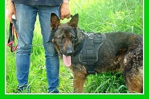 Owczarek niem.duży,młody,przyjazny,towarzyski pies