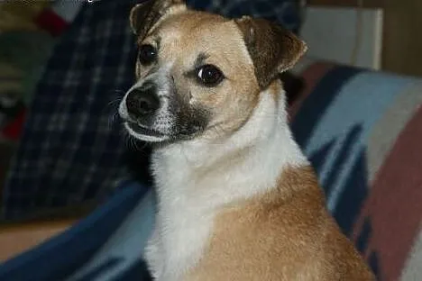 Gryzik - mały, figlarny psiak do adopcji,  łódzkie