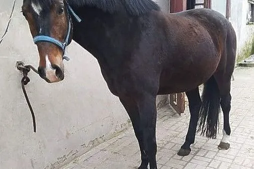 Sprzedam klacz, , 