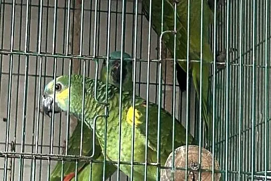 AMAZONKA NIEBIESKOCZELNA 2 samce i samica z 2025 roku, Wielkopolskie, Rawicz