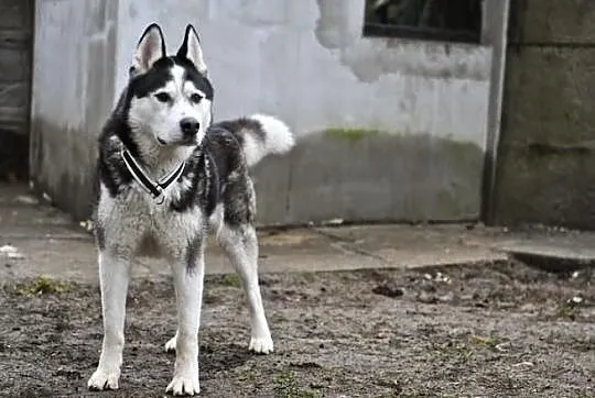 Uzi - młody pies w typie alaskan malamute szuka do