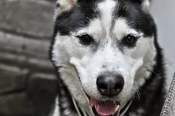 Uzi - młody pies w typie alaskan malamute szuka do