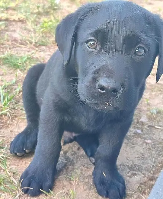 Labrador retriever, Łódzkie, Ozorków