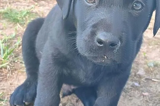 Labrador retriever, Łódzkie, Ozorków