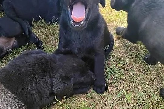 Labrador retriever, Łódzkie, Ozorków