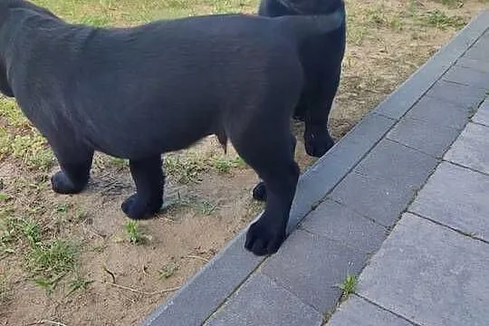Labrador retriever, Łódzkie, Ozorków