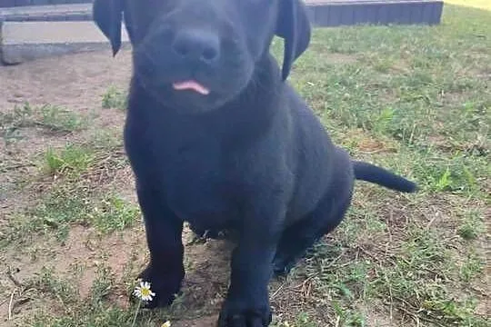 Labrador retriever, Łódzkie, Ozorków