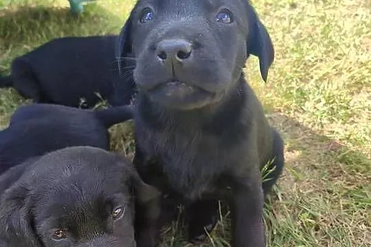 Labrador retriever, Łódzkie, Ozorków