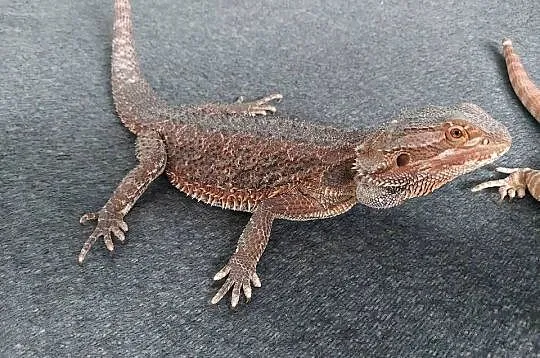 Agama brodata samiczka