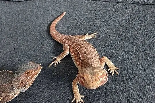 Agama brodata samiczka, Pomorskie, Reda