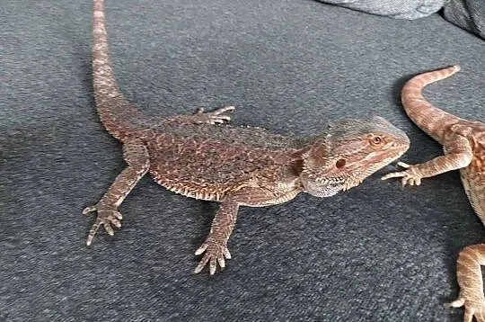 Agama brodata samiczka, Pomorskie, Reda
