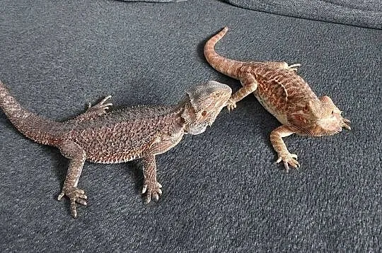 Agama brodata samiczka, Pomorskie, Reda