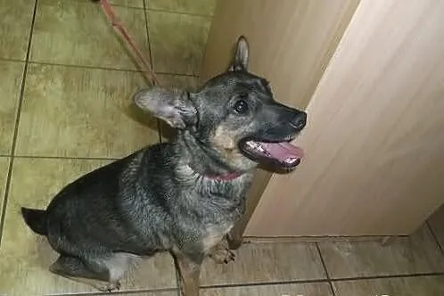 Mała Żaba dość ma już schroniska...