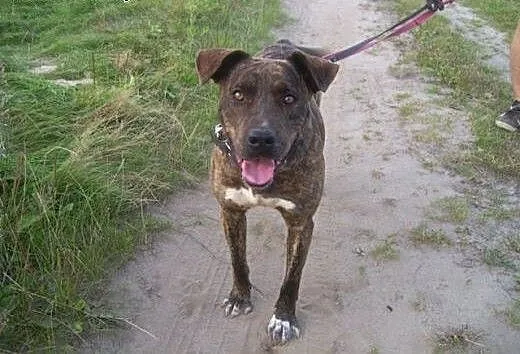 Sonia – mix amstaff/molos – pi
