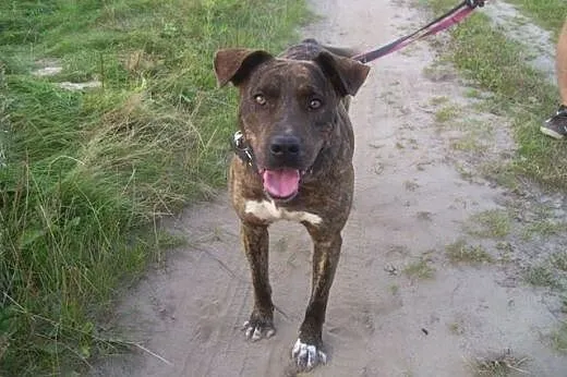 Sonia &#8211; mix amstaff/molos &#8211; pi