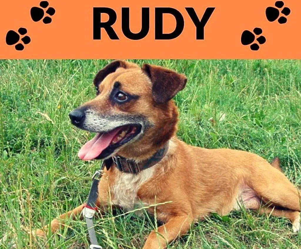 RUDY-wesoły,towarzyski,pogodny psiak szuka odpowiedzialnego opiekuna, , Wrocław