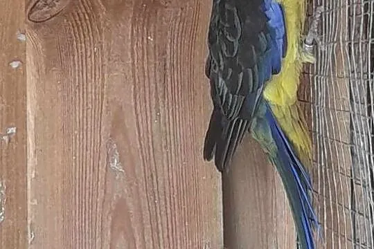 Sprzedam rozella kaledońska, Pomorskie, Ocypel