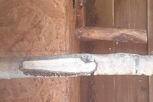 Sprzedam rozella kaledońska, Pomorskie, Ocypel