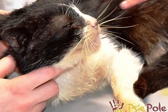 KRASULEK-Piękny dojrzały czarno-biały kotek szuka dobrego domu, adopcja, Małopolskie, Kraków