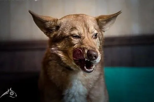 NOVA - cudna ruda psia dama do pokochania:),  świę