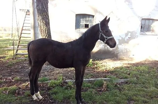Sprzedam ogier ogierek gniady